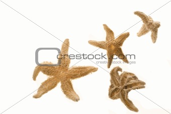Four Dried Starfish