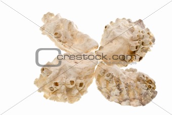 Four oyster shells
