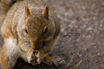 squirrel close-up