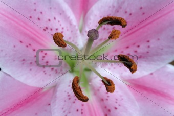 Beautiful lily close-up