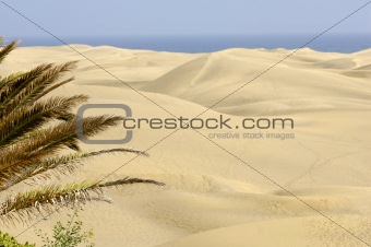Palm and sand dunes