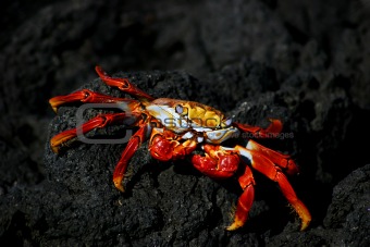Galapagos Red Crab.