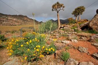 Wild flower landscape