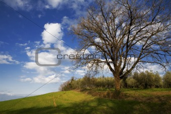 Big oak tree and blue sky