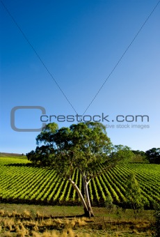 Australian Vineyard