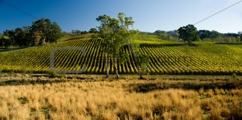Rural Vineyard Landscape
