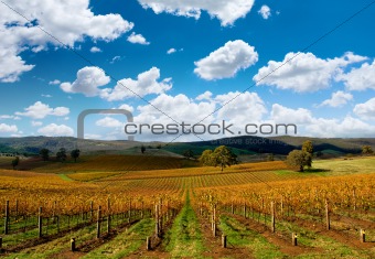 Beautiful Autumn Vineyard