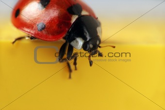 Ladybug extreme macro