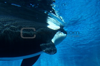 Killer whale underwater