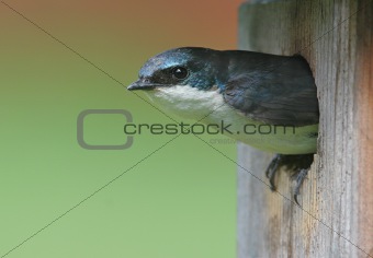 Tree Swallow In A Birdhouse