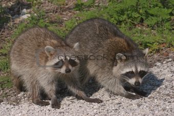 Pair of Baby Raccoons (Procyon lotor)