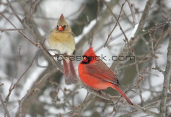 Pair of Northern Cardinals (cardinalis cardinalis)