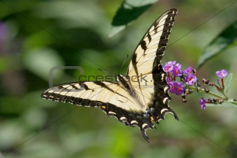 Tiger Swallowtail Butterfly (papilio glaucas)
