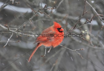 Northern Cardinal (cardinalis cardinalis) In An Apple Tree