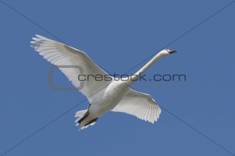 Mute Swan (Cygnus olor) In Flight