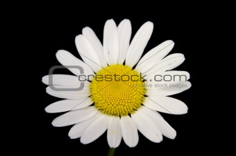 Flowers isolated