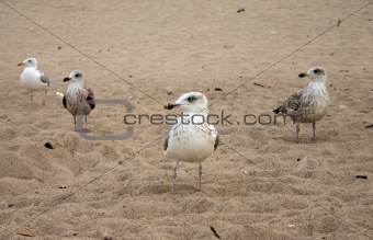 seagulls diversity