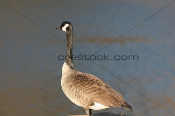 Goose at Lake