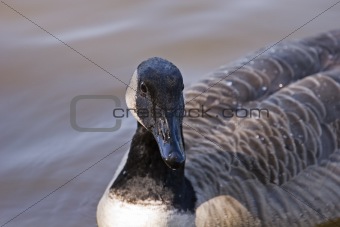 Goose Looks