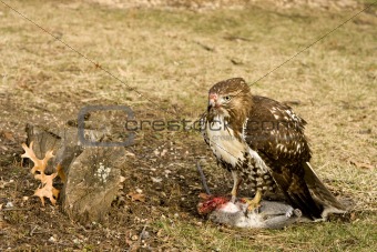 Deadly Hawk Kills Prey