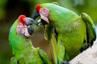 a pair of romantic military macaws