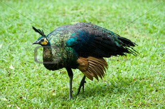 beautiful green indian peacock