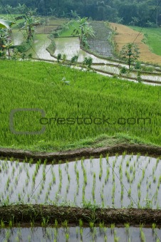 green rice field terraces