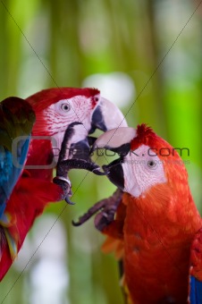 a pair of scarlet macaws playing