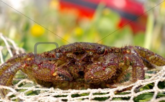 The Crab-волосатик far eastern.