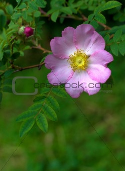 Beautiful flower on a background leaves