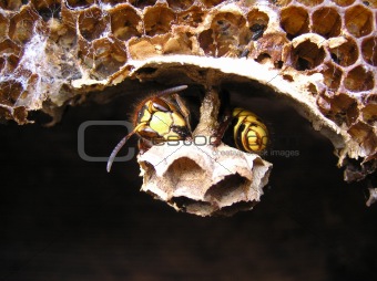 A hornet (Vespa crabro) rests.