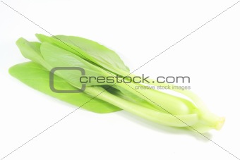 Chinese Cabbage Vegetable