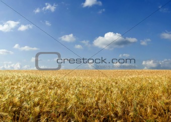 Beautiful summer wheat field