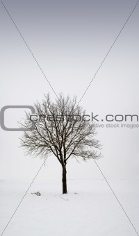 Single tree in field during winter 1