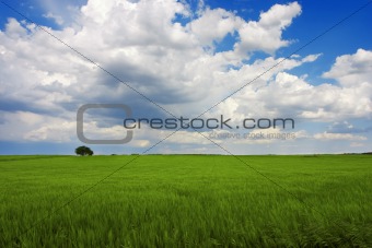 Green landscape