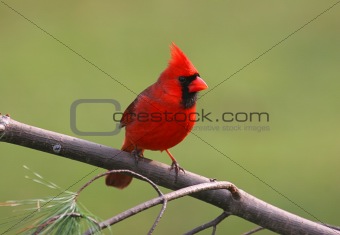 Male Northern Cardinal (cardinalis cardinalis)