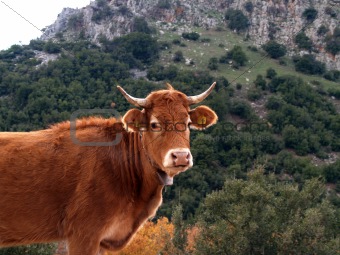 Cow looking at you.