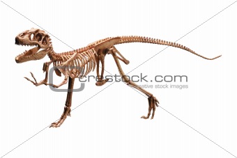 dinosaur skeleton