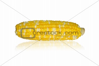 Corn Cob On White Background