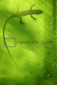 Lizard on Leaf
