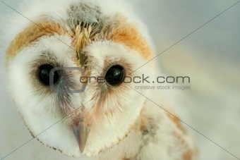 Baby Barn Owl