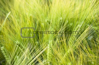 ear of wheat background