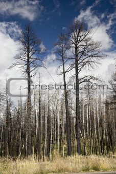 After Forest Fire Arizona USA (LE)