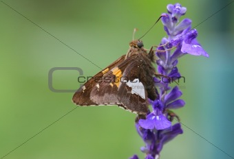 Skipper Butterfly On A Purple Flower