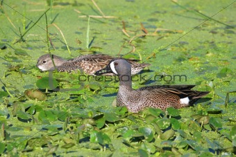Pair of Blue-winged Teal (anas discors)