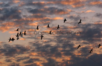 Canada Geese At Sunset