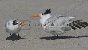Baby Royal Tern With Mother