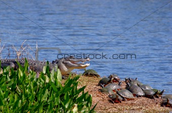 Hungry Alligator With Turtles