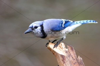 Blue Jay (corvid cyanocitta) On A Stump