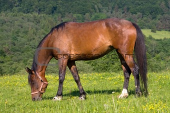 Grazing brown horse
